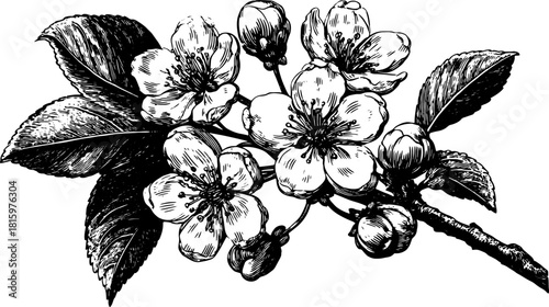 Black and white outline illustration of a flower with leaves. Vintage botanical vector set showcasing cherry blossoms in detail.