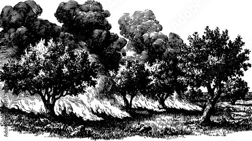 Antique engraving of trees in a natural landscape. Detailed black outline drawing with vintage stippling effect, suitable for vector illustration.
