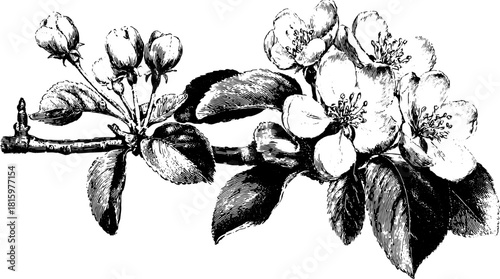 Vintage flower engraving illustration with detailed blooms and leaves. Black and white design features a classic botanical vector set.