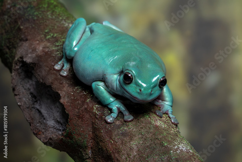 Close-up image of a blue dumpy tree frog (Litoria caerulea) displaying its rare turquoise color variation. This species, also known as White’s tree frog, is native to Australia and New Guinea.