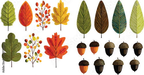 Autumn leaves and acorns vector set, seasonal foliage clipart for fall design, nature illustration, decoration, and educational materials