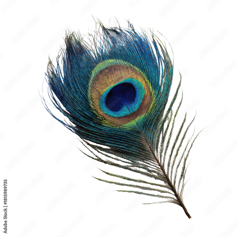 Obraz premium Peacock Feather's Splendor: Captivating close-up of a peacock feather, showcasing its vibrant array of colors and intricate patterns. This close-up highlights the elegance of nature's design.