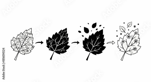 Transformative process of a leaf illustration from detailed to abstract elements
