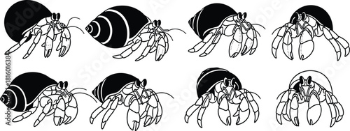Hermit crab illustration set, shell diversity, marine life, black and white art, crustacean anatomy, ocean biology, nature drawing, sea creature, educational design