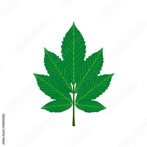 A_Simple_flat_2D_icon_of_a_chestnut_leaf_isolated_on_a_white, simple illustration with EPS format design, simple flat 2D icon, minimalist design, clipart