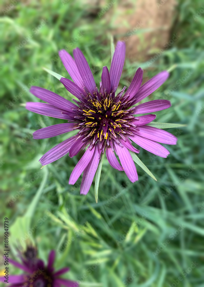Obraz premium Purple (or Common) Salsify (Tragopogon porrifolius) is a native to Europe and Asia but introduced, and a weed, in Australia.