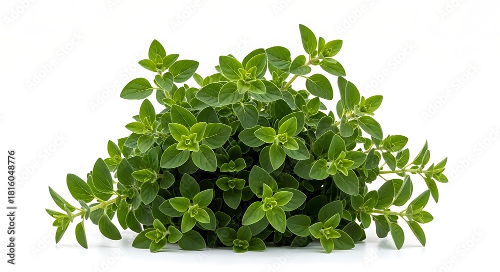 Fototapeta premium Fresh green oregano herb plant with small oval leaves and stems on a white background image