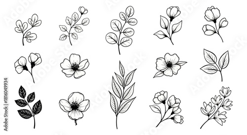 Botanical Illustration Collection: Delicate Line Art of Flowers and Foliage for Design Accents