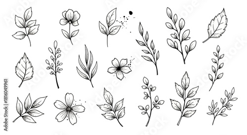 Elegant botanical line art illustration showcasing a collection of floral elements and foliage