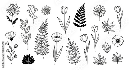 Diverse botanical illustration collection featuring detailed line drawings of various flowers and
