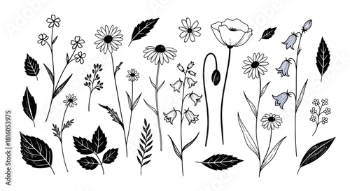 Elegant floral botanical sketch with various wildflowers and leaves drawn in detailed monochrome