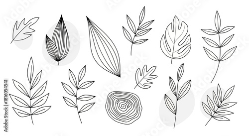 Botanical illustration showcasing line art of assorted leaves and cross-section of a tree trunk