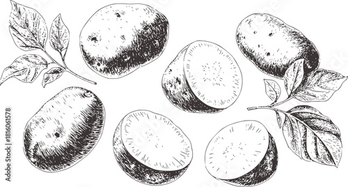Black and white ink sketch of potatoes and leaves tuber
