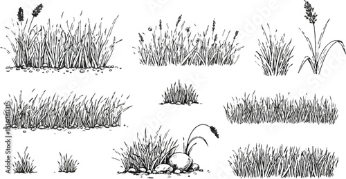 Hand Drawn Grass and Rocks Illustrations on White Background Keywords grass, reeds, sedges