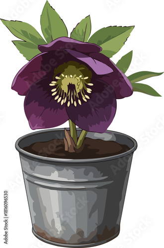 deep violet bloom winters resilient jewel in a galvanized embrace, isolated on transparent background