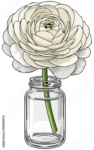 ephemeral grace white ranunculus unveiling natures intricate beauty in a vase, isolated on transparent background