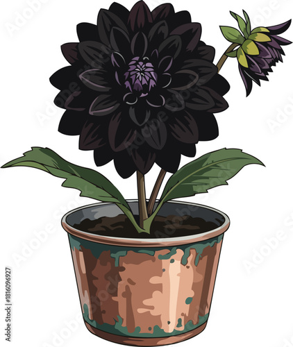 midnight dahlias enigma cultivating dark beauty in a unique artistic pot, isolated on transparent background
