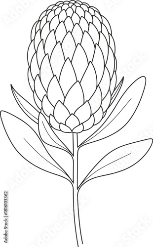 Outline Drawing of a Protea Flower with Leaves sketch