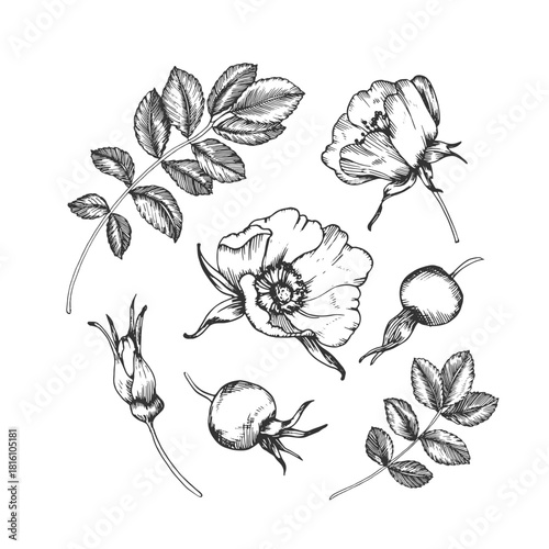 Rosehip set of hand-drawn ink vector illustrations. Flowers, berries, leaves, and buds. Elements for packaging and label design for tea and cosmetics.