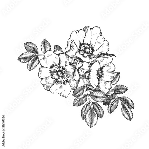Rosehip hand-drawn ink vector illustration. Composition with flowers, leaves, and buds. Element for packaging and label design for tea and cosmetics.