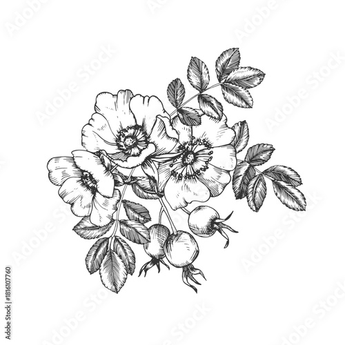 Rosehip hand-drawn ink vector illustration. Composition with flowers, berries, leaves, and buds. Element for packaging and label design for tea and cosmetics.
