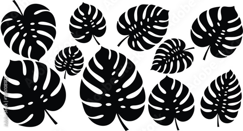 Monstera leaves vector illustration for tropical design projects and nature themes 
