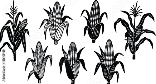 Corn illustrations featuring various types of corn plants in detailed black and white design for artistic use 