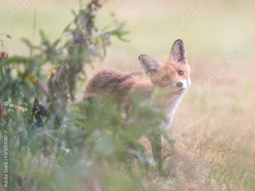 Fototapeta samoprzylepna Młody lis pospolity ukryty w trawie na tle rozmytego, naturalnego krajobrazu