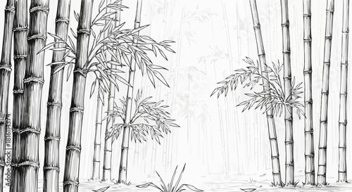 Elegant Bamboo Grove - A Serene Black and White Illustration.