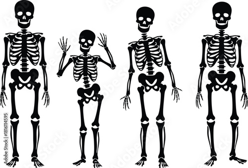 Skeleton illustrations showing various poses and sizes for educational purposes in anatomy and biology 