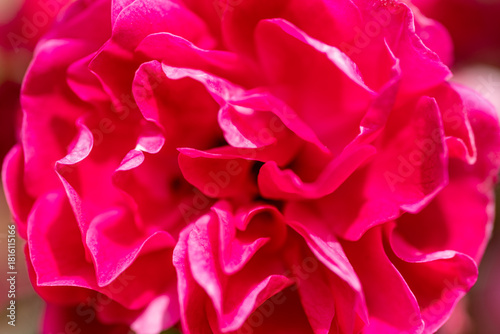 Zbliżenie na teksturę płatków kwitnącej różowej róży