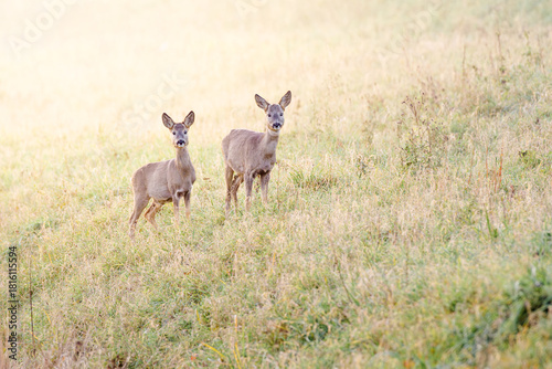Fototapeta Naklejka Na Ścianę i Meble -  Dwie sarny (Capreolus capreolus) stojące na trawiastym zboczu w jasnym, ciepłym świetle słonecznym. Zwierzęta patrzą czujnie w stronę obiektywu