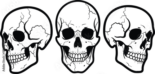 Skull illustration featuring three different angles for anatomical study and design purposes 
