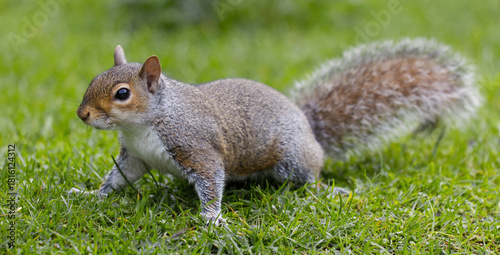 close up of a grey squirrel, Sciurus carolinensis, as it stands on grass. Intentional focus on the head with it gradually loses focus to the tail is intentional. No other vegetation around it