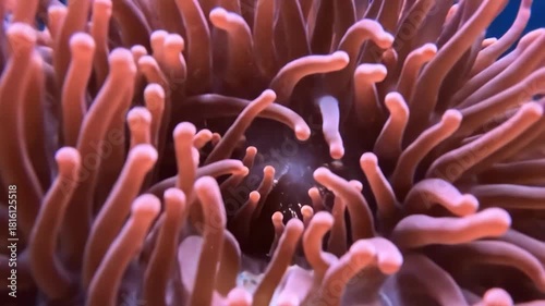 Vibrant sea anemone with pink tentacles in its natural underwater habitat