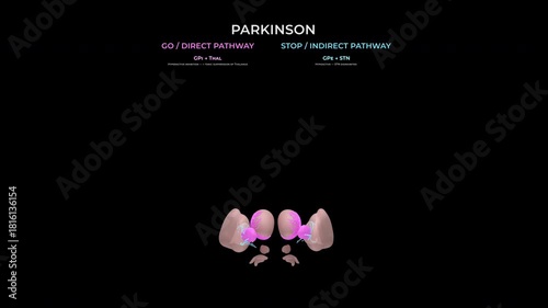 Basal Ganglia Neural Connections in Parkinson Disease on Transparent Background