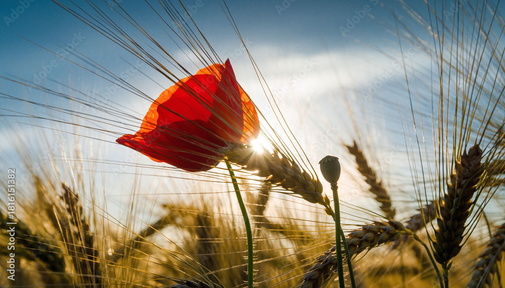 Naklejka premium Sunlit red poppy in golden wheat field against a clear blue sky. Symbol of remembrance, nature, peace, summertime. Ideal for editorial, backgrounds, evocative designs.