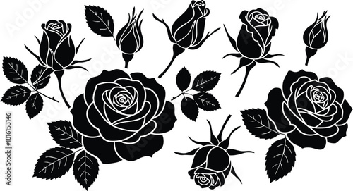 Black roses vector illustration featuring various blooming and budding flowers with leaves for elegant designs 
