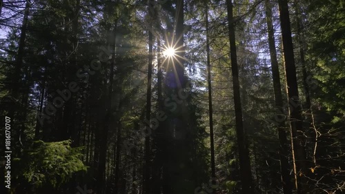 Golden Sunlight Shining Through Green Trees in Peaceful Forest Nature