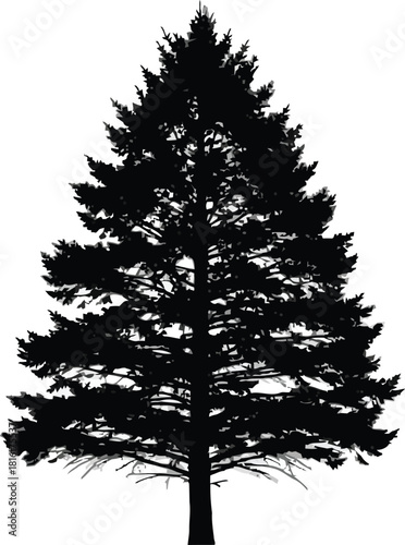 Coniferous tree silhouette isolated on white background.