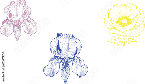 The image presents a charming trio of flowers, each rendered in a distinct color against a clean white background, which enhances their visual impact.