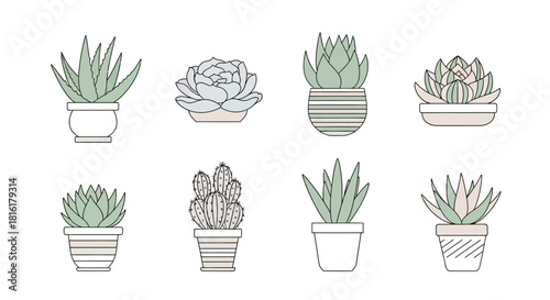 Assortment of Succulents and Cacti in Minimalist Pots for Graphic Design Purposes