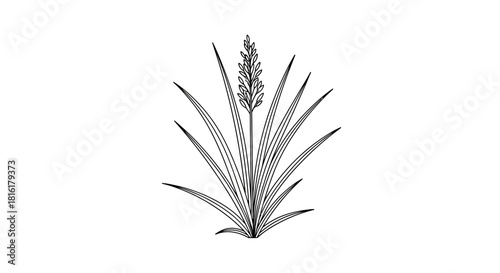 Delicate line art illustration of a blooming herbaceous plant against pure white background