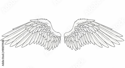 Detailed illustration of angel wings spread wide against a white backdrop.