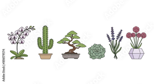 Botanical assortment featuring flowering orchid cactus bonsai succulent lavender and allium plants