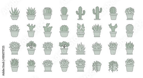 Diverse collection of potted succulents and cacti arranged in a patterned display evoking