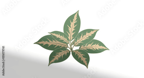 Exotic foliage illustration showcasing leaf venation and botanical details, set against white
