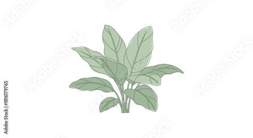 Elegant Sketch of a Verdant Tropical Plant on Clean White Background, Minimalist Design