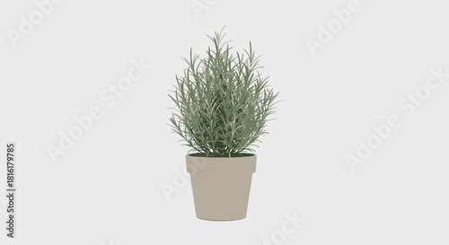 Aromatic rosemary herb in a pot on a white background illustrating cooking and herbs concept
