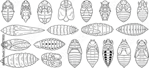 Outline of Larval Beetle Stages Diverse Grub Forms Vector Graphic